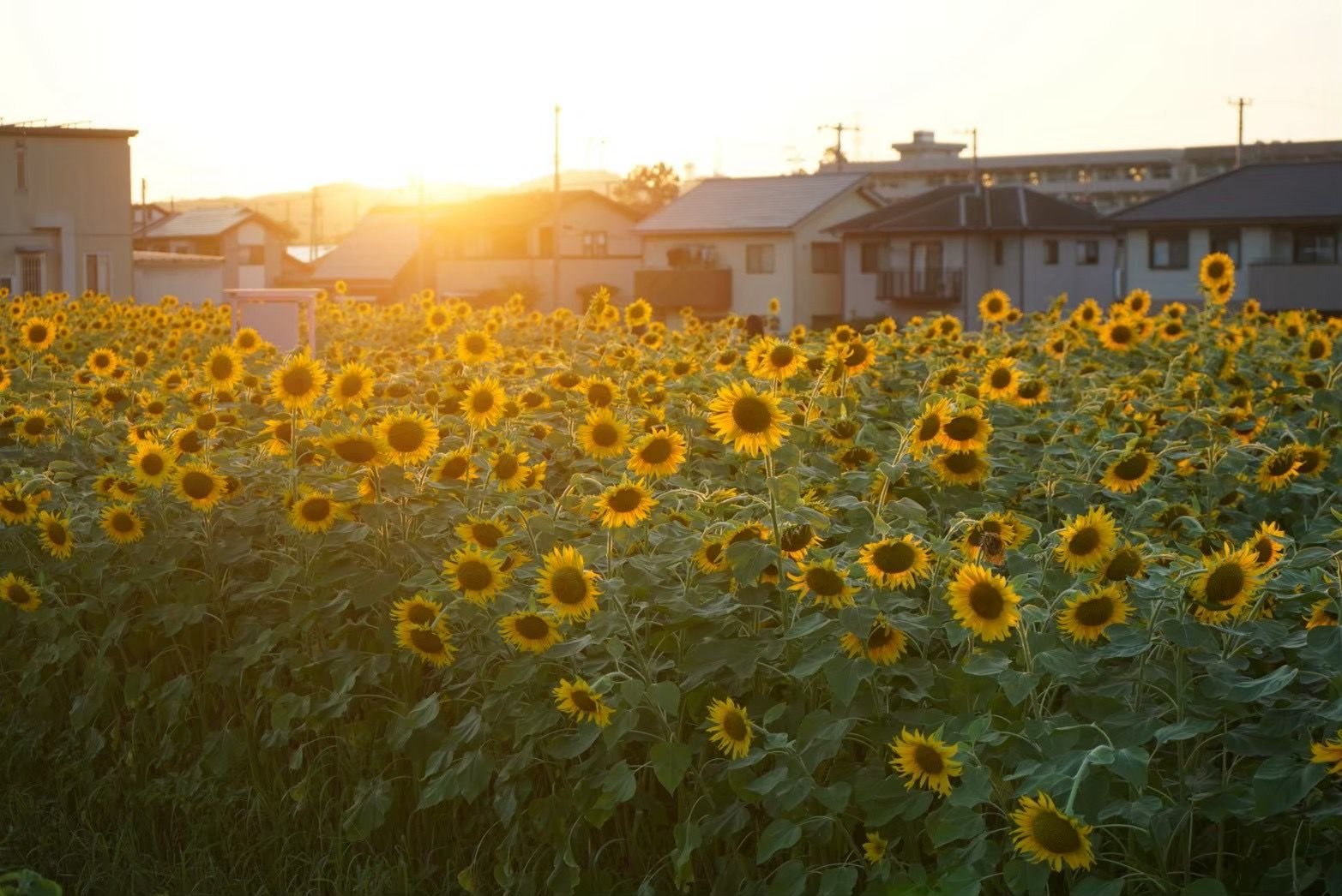 夕日に照らされた中萩のひまわり畑と住宅