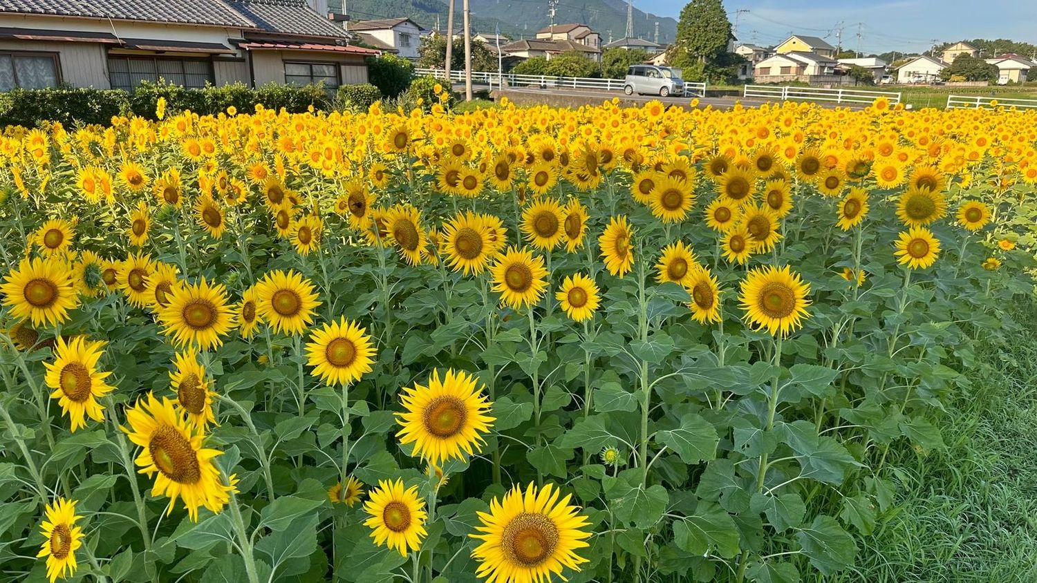 一面に咲くひまわり畑