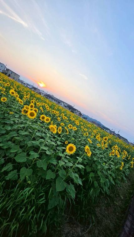 夕空の下で咲くひまわり