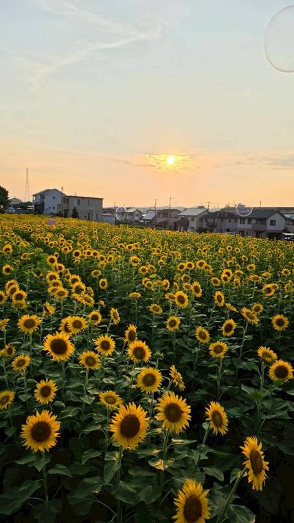 夕日に染まるひまわり畑