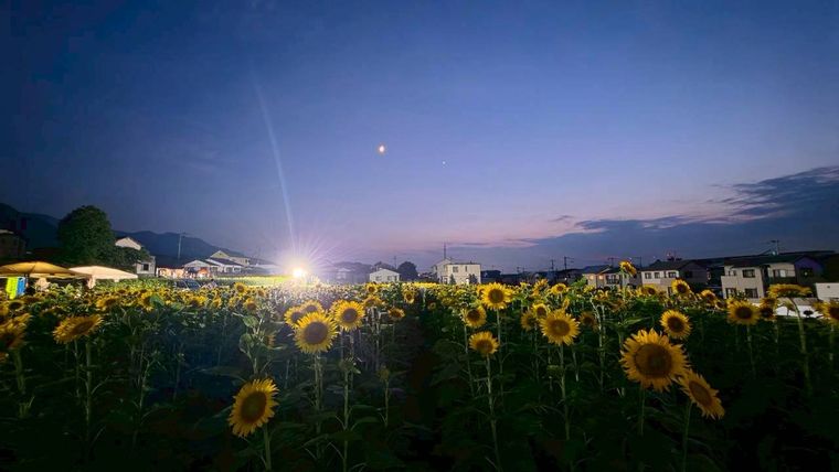 夜に光る会場とひまわり畑