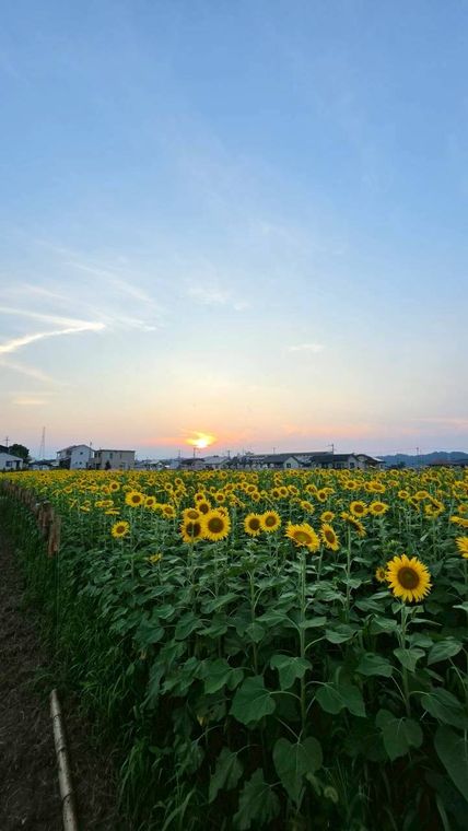 夕暮れのひまわり畑