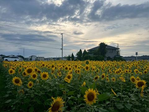 夕暮れの畑