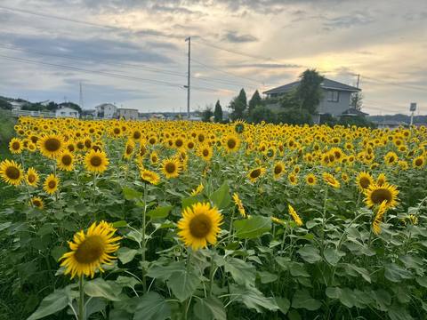 夕空とひまわり