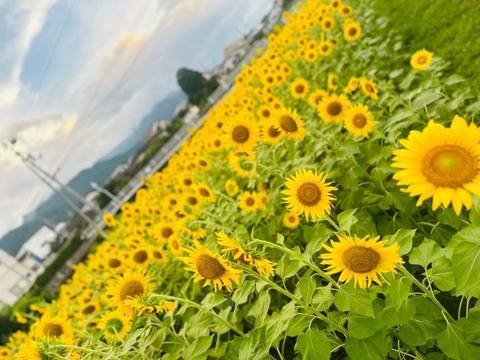 ひまわりのアップ