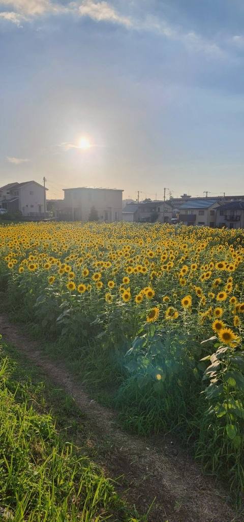 朝もやの中の畑の小道