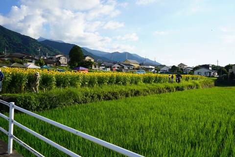 柵沿いの畑と山並み