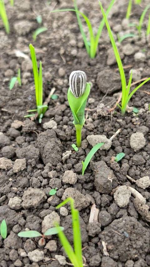 芽が出たところ
