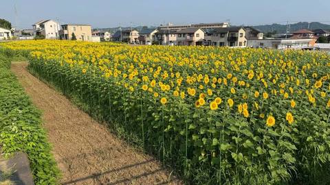 満開の畑と住宅街