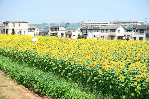 畑の全景