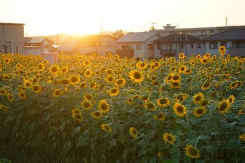 夕日とひまわり