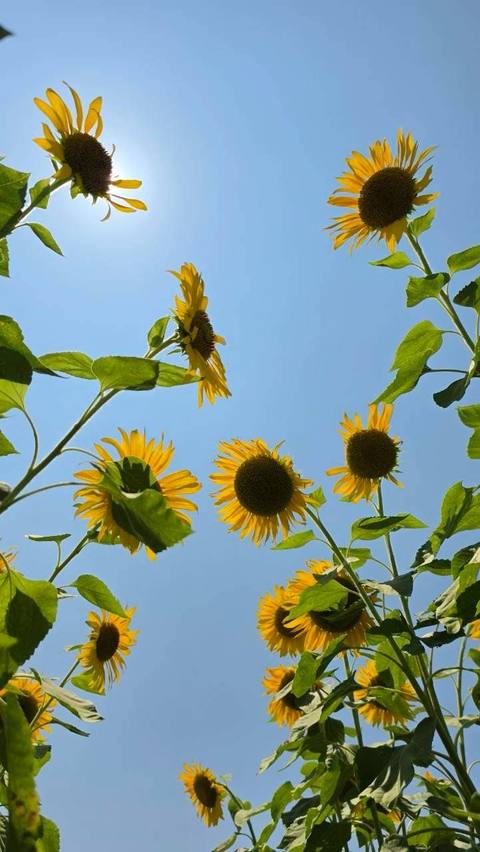 見上げるひまわりと青空