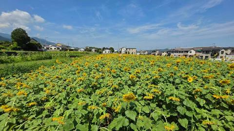 住宅街とひまわり畑