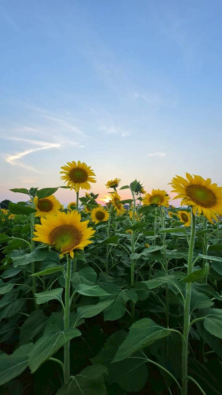 7月18日 ひまわり畑イベントの写真16