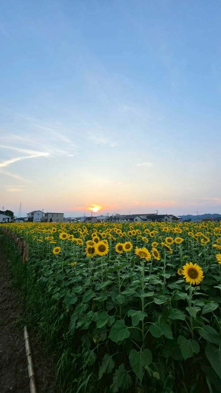 7月18日 ひまわり畑イベントの写真18