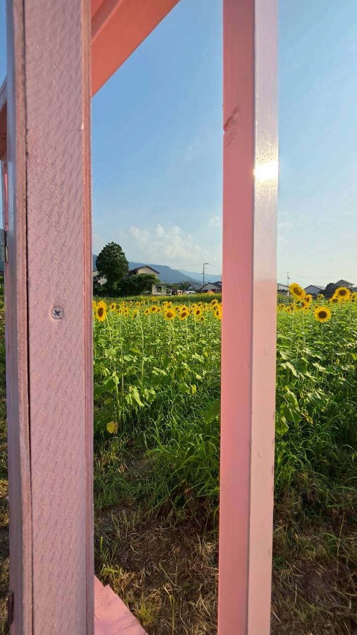 どこでもドア越しに見えるひまわり畑