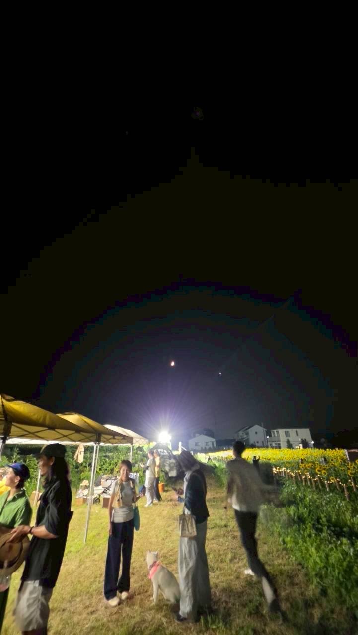 ライトアップされた夜のひまわり畑とテント
